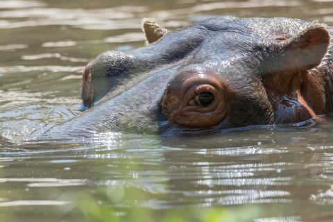 Нилски коњи нападнаа рибари, четворица загинати