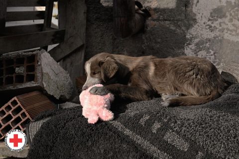 Нови поплави во Кичево: Евакуирани 270 лица, меѓу нив и 79 деца