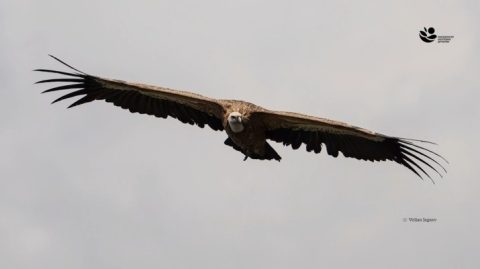 Започнува нов проект за обнова на популацијата на белоглавиот мршојадец во Македонија