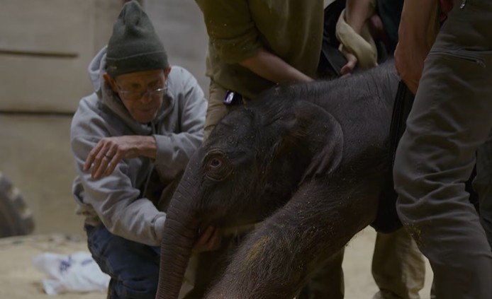 ВИДЕО: По 25 години се роди бебе од видот азиски слон во Зоо Вашингтон, има 140 килограми