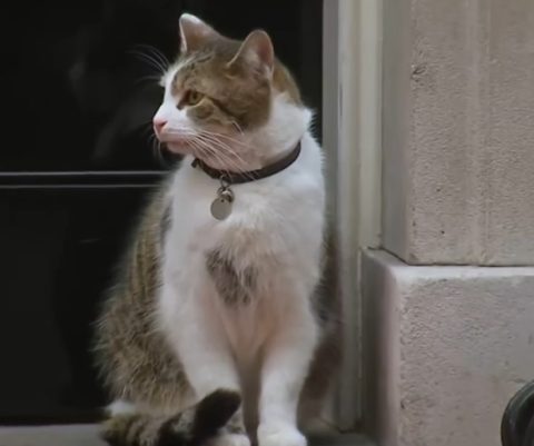 ВИДЕО: Смени неколку премиери, мачорот Лери го слави 15. роденден на „Даунинг стрит“