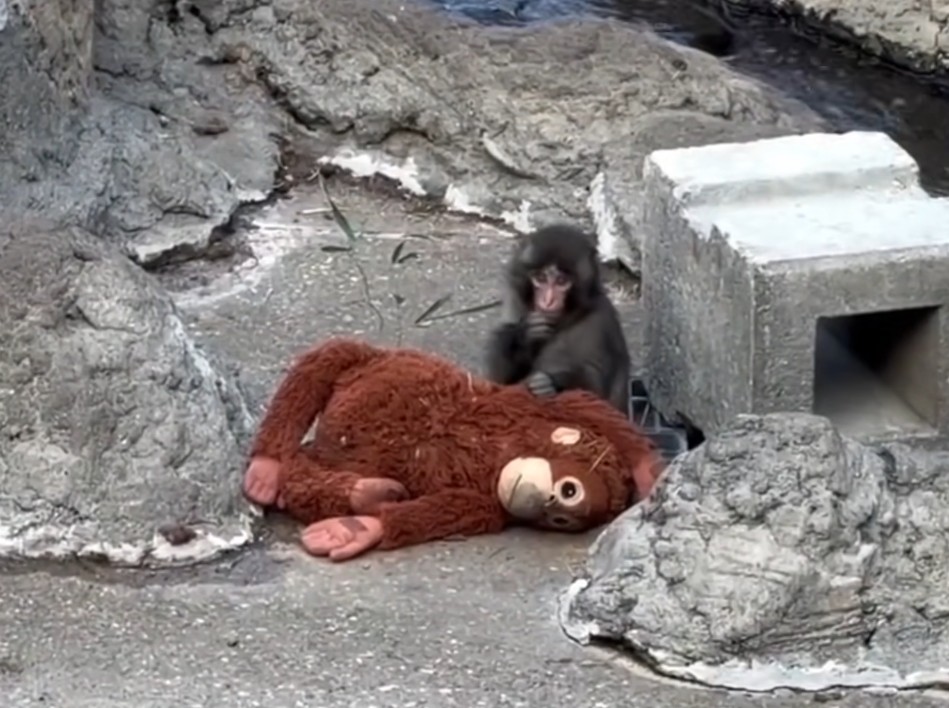 ВИДЕО: Приказната за мајмунот Панч ги трогна сите – Не се одвојува од плишана играчка откако бил отфрлен од мајката