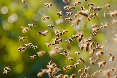 Предупредувачки аларм за човештвото: Инсектите тивко исчезнуваат, а последиците можат да бидат катастрофални