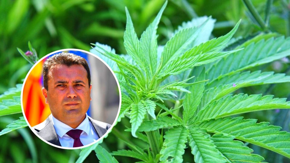 СДС во паника по најновата заплена на 27 тони канабис во Македонија: Спинуваат со „ланскиот снег“ и марихуаната фатена во Србија