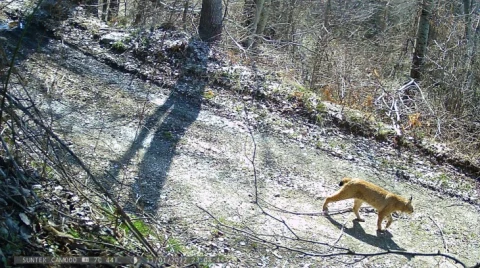 Регистрирани две нови единки Балкански рис на Шар Планина – сега се вкупно 5 (ФОТО)