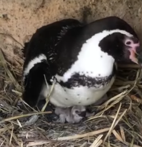 ВИДЕО: Во скопската Зоолошка градина се роди пингвинче