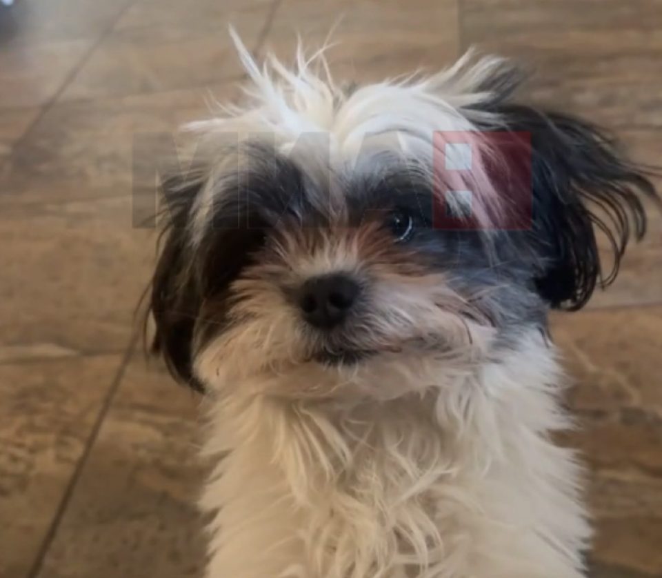 Кученцето Вуди стана вистински хит на социјалните мрежи: Не разбира англиски, но шпанскиот му е сосем јасен