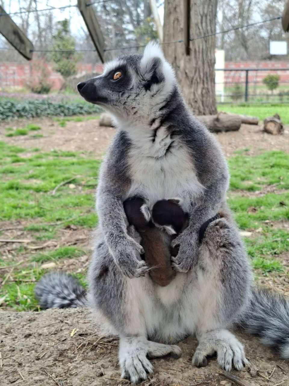 ФОТО: Близначиња лемури се родија во Зоо Скопје