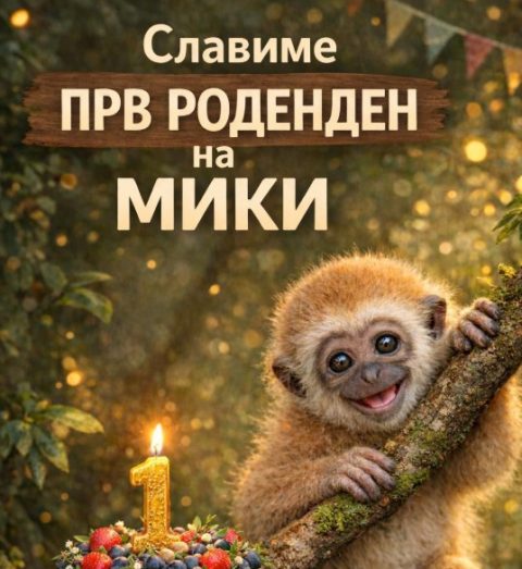 Зоо Скопје организира прослава за првиот роденден на гибонот Мики – Од отфрлено младенче до здраво и разиграно мајмунче