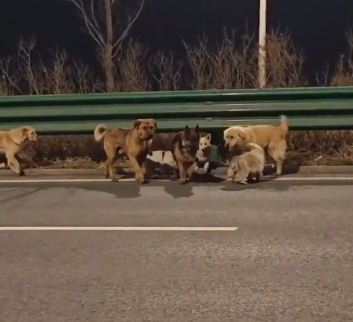 ВИДЕО: Филмска приказна од Кина – 7 украдени кучиња избегале од крадецот, поминале над 17 км. за да се вратат дома