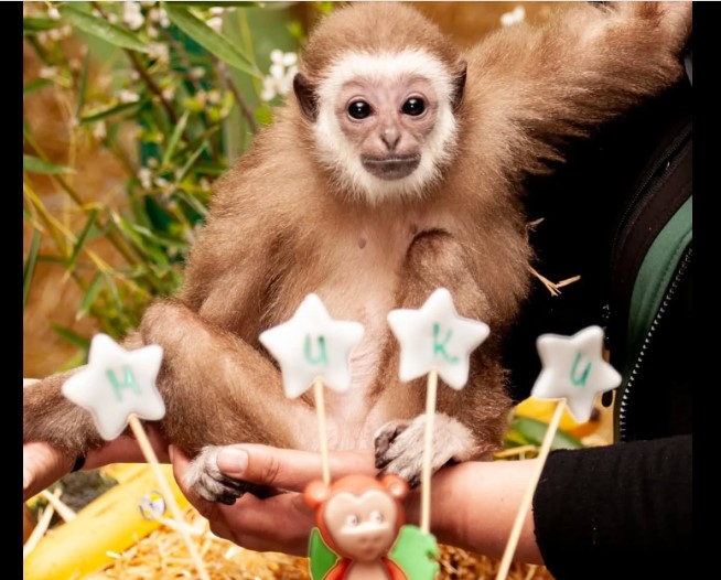 Верувале или не: Украдени подароците на мајмунчето Мики во скопската Зоолошка