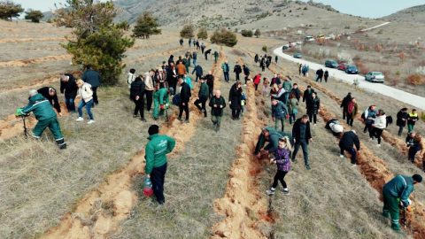 Засадени 6.000 садници на даб: Голема акција за пошумување во Прилеп