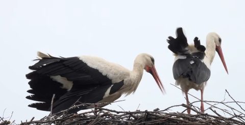 ФОТО: Клепетан се врати со нова девојка – Потегот кој го направил за угинатата Малена ја потврдува големата љубов