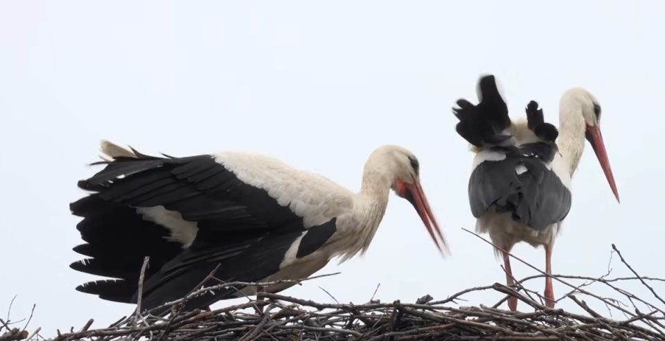 ФОТО: Клепетан се врати со нова девојка – Потегот кој го направил за угинатата Малена ја потврдува големата љубов